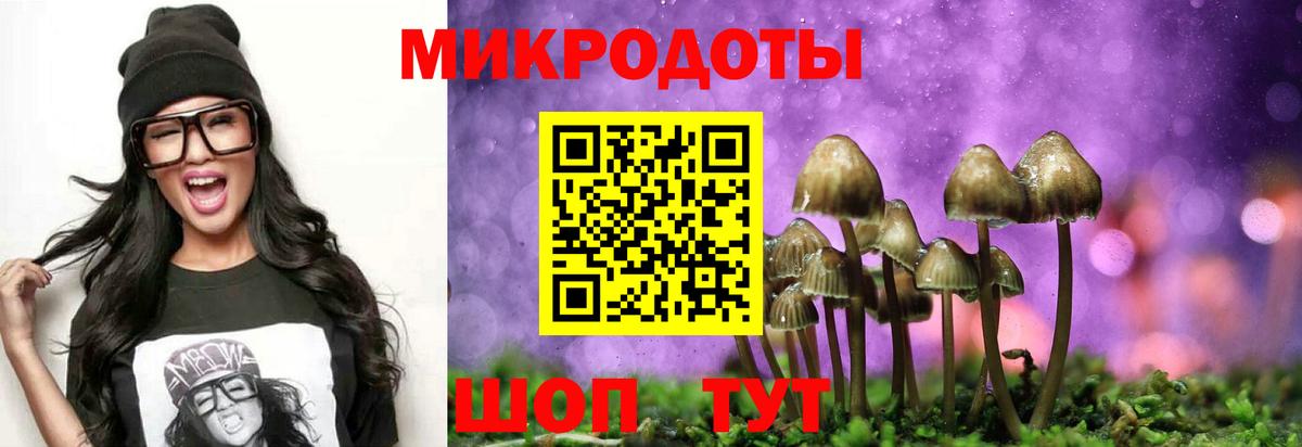 Курчалой  Псилоцибиновые грибы Psilocybe  Вход с VPN 